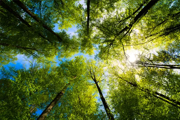 Featured image for “Green initiative: Planting trees for a sustainable future”